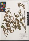 Foto von Salix cinerea L.